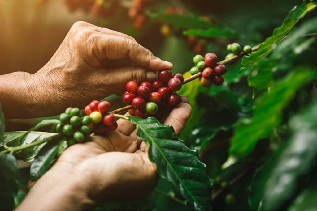 What is the origin of coffee beans?