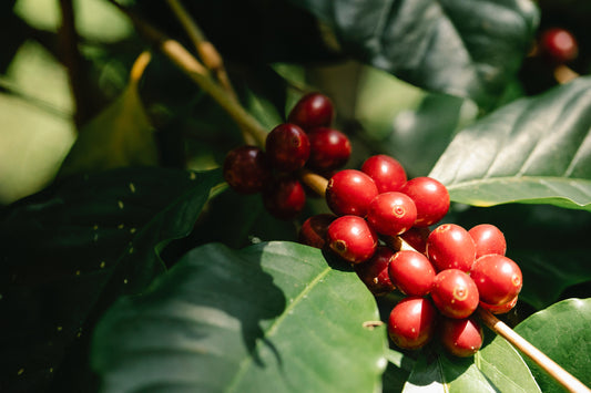 Basic history of the coffee tree
