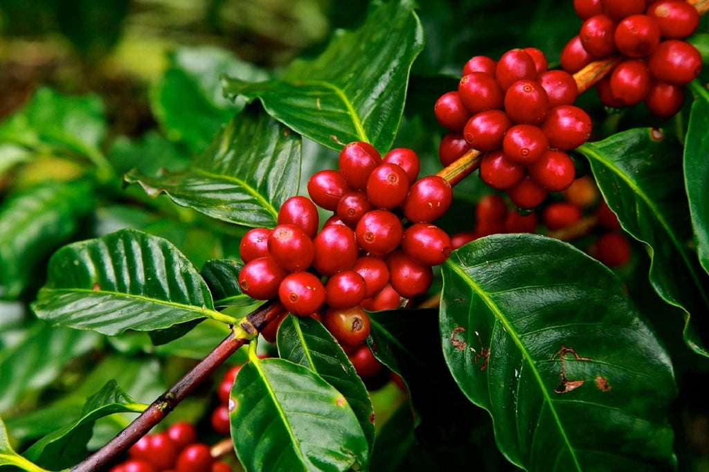 Coffee Bets: How Weather, Trades, and Rain Impact coffee price