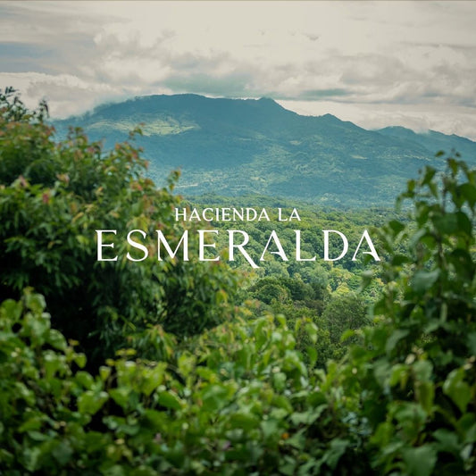Exploring the Grade Differences of Panama Hacienda La Esmeralda Geisha Coffee Beans